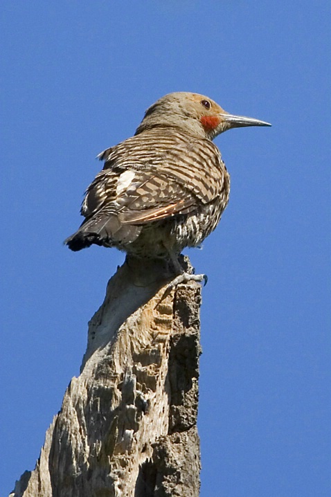 Northern Flicker - ID: 2806318 © John Tubbs