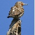 2Northern Flicker - ID: 2806318 © John Tubbs