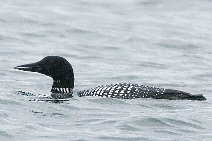 Common Loon - ID: 2806319 © John Tubbs