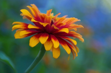 Zinnia