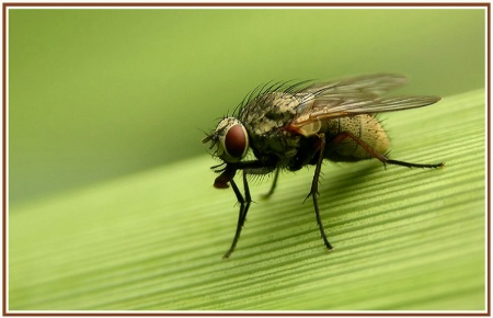a small fly