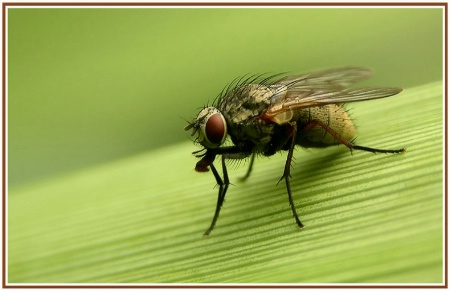 a small fly