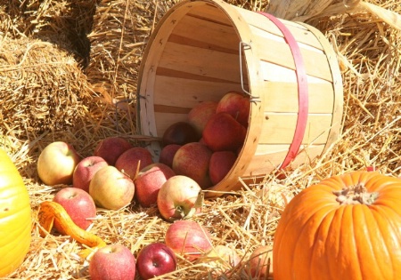 Fall Harvest