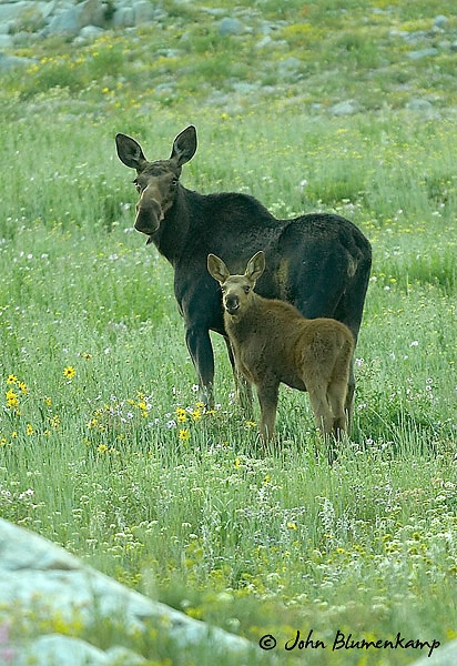 Moose Cow & Calf