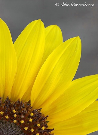 Wild Sunflower