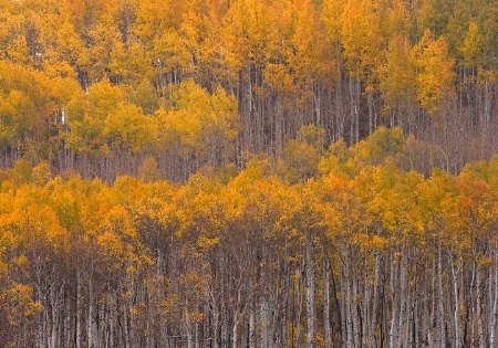 Fall Aspen Grove