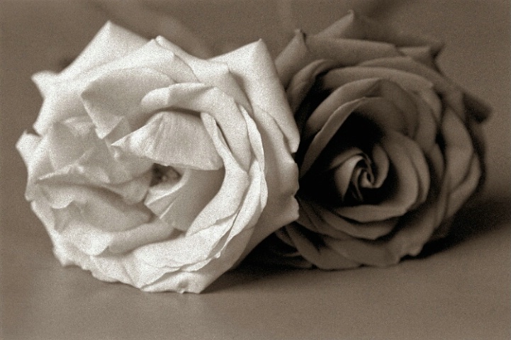 A Pair of Roses