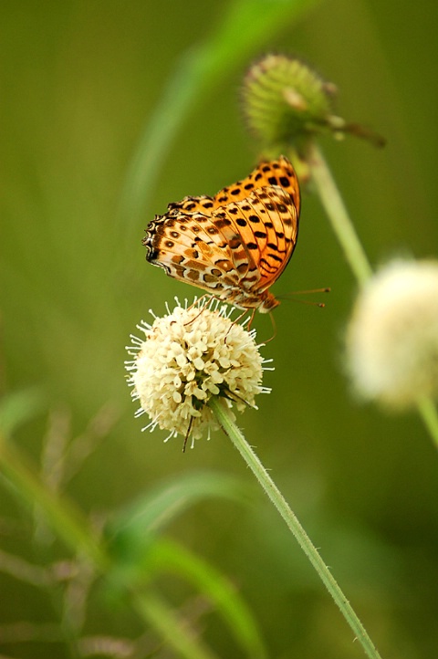 Butterfly at the padi field