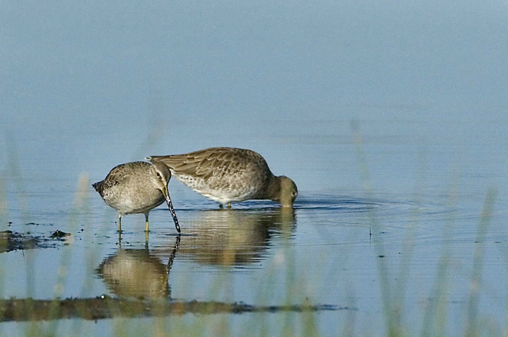 Long Billed Dowitcher - ID: 2813624 © John Tubbs