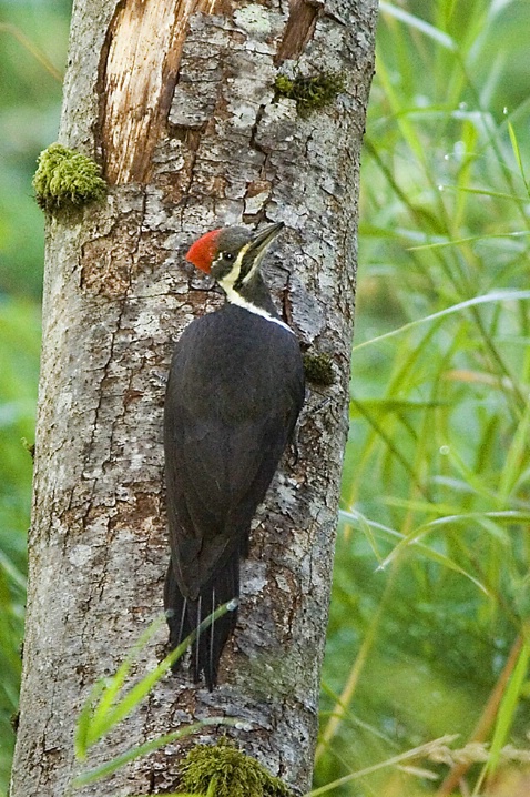 Pileated Woodpecker - ID: 2813629 © John Tubbs