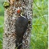 2Pileated Woodpecker - ID: 2813629 © John Tubbs