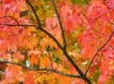 Paint it Fall