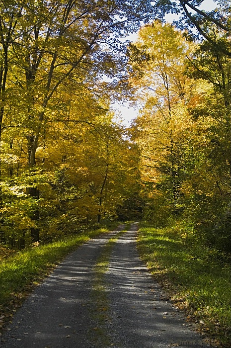 A Golden Road