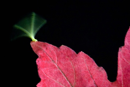 Autumn Dance