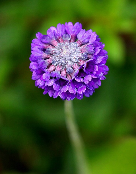 Autumn Primrose