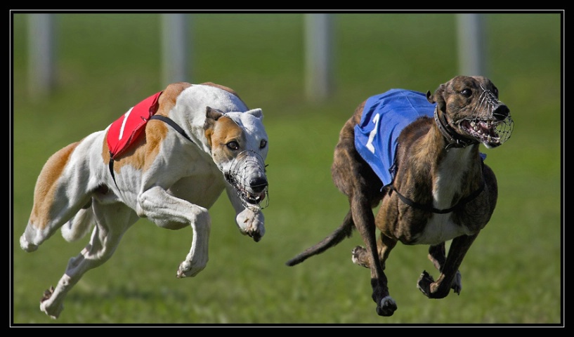 Dog Race - Second attempt