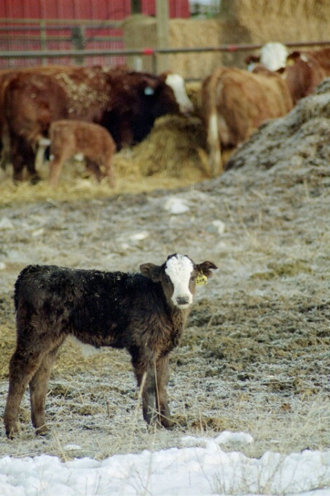 Livestock - ID: 2820997 © Diane Garcia