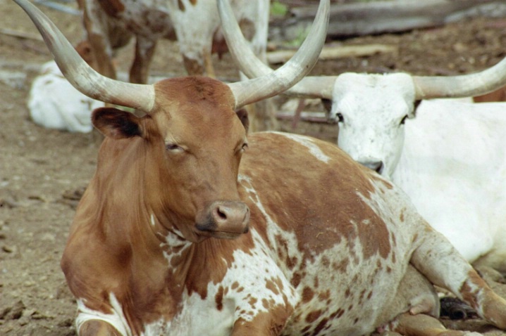 Livestock - ID: 2821000 © Diane Garcia