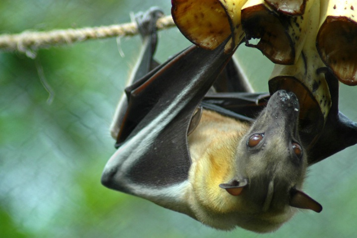 Fruit Bat Snack