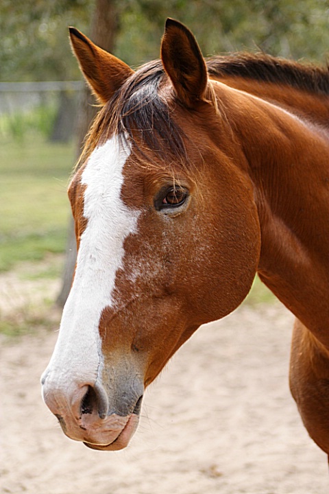 Horsing Around