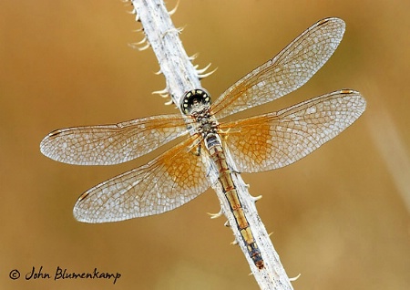 Dragonfly