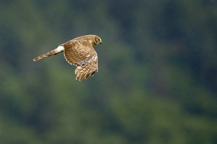Northern Harrier Hunting - ID: 2825360 © John Tubbs