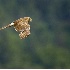 2Northern Harrier Hunting - ID: 2825360 © John Tubbs