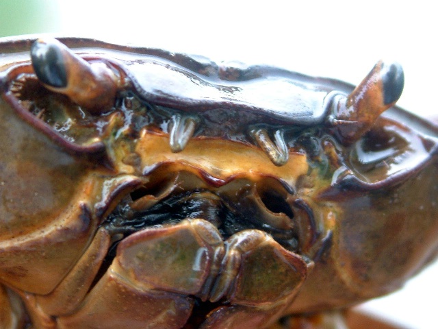 Face of a Crab