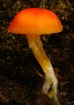 Orange Mushroom