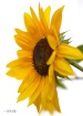 Natures Beauty
