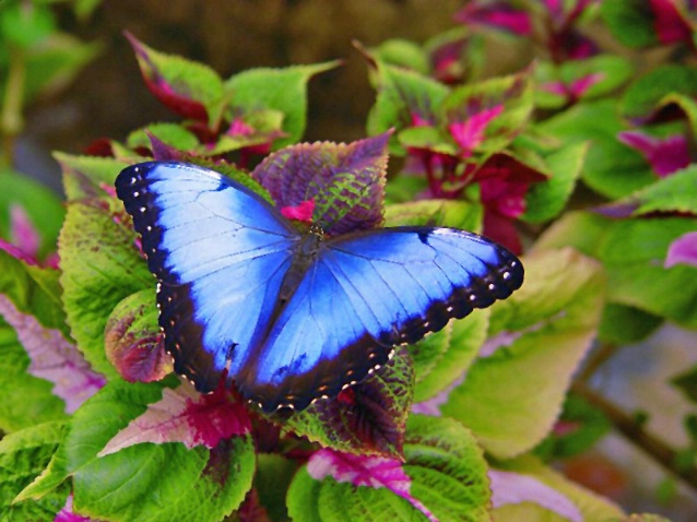 Blue blue butterfly - ID: 2825668 © Kay McDaniel