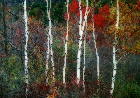 Birch Trunks and Autumn Leaves