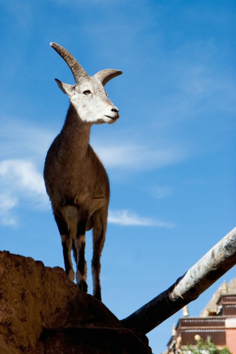 Goat at Tashilumpo Monastry