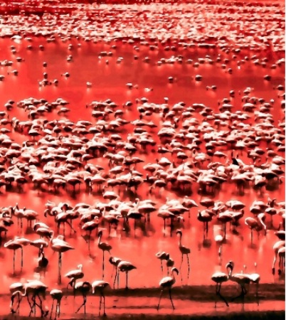 Red Flamingoes