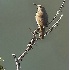 2Canyon Wren - ID: 2827598 © John Tubbs