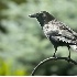 2American Crow on Feeder - ID: 2827681 © John Tubbs