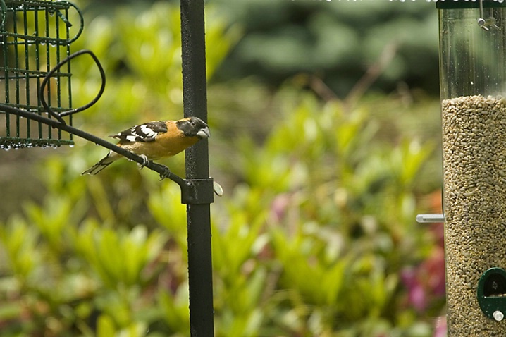 Black Headed Grosbeak on Feeder - ID: 2827682 © John Tubbs