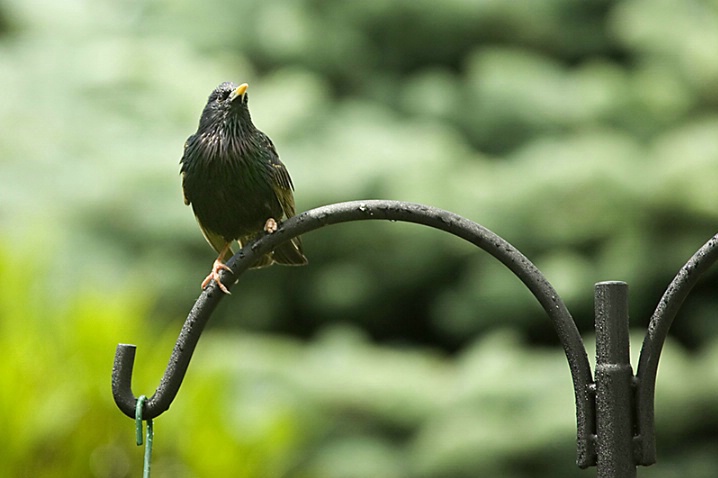 Soaking Wet Starling - ID: 2827683 © John Tubbs