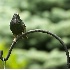 2Soaking Wet Starling - ID: 2827683 © John Tubbs