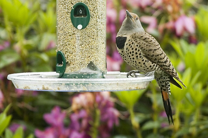 Northern Flicker on Feeder - ID: 2827684 © John Tubbs