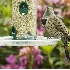 2Northern Flicker on Feeder - ID: 2827684 © John Tubbs