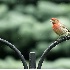 2House Finch in Rain - ID: 2827685 © John Tubbs