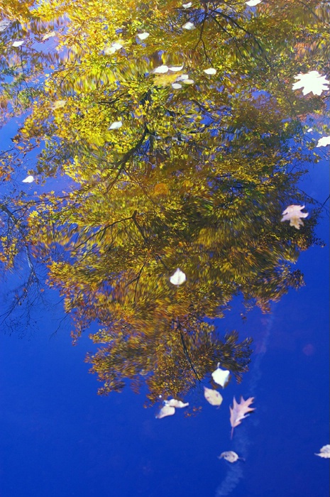 A Reflection Of Autum