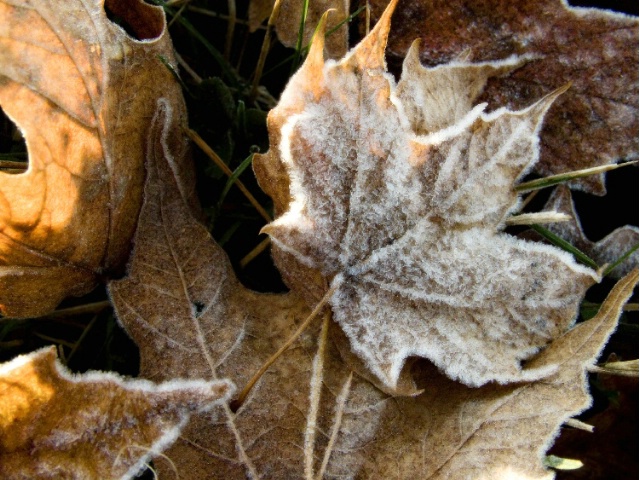 Frosty light