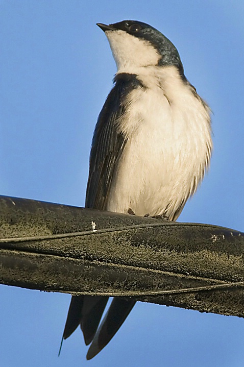 Tree Swallow - ID: 2831123 © John Tubbs