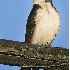 2Tree Swallow - ID: 2831123 © John Tubbs