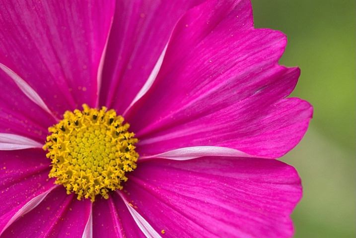 Magenta Colored Cosmos