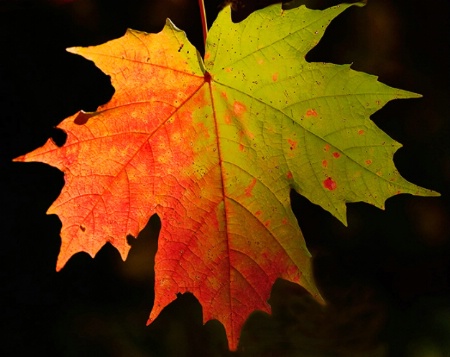 Leaf of Many Colors