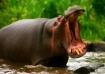 Big Mouth