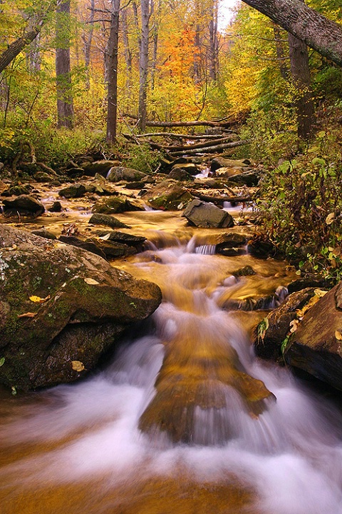 Autumn Stream